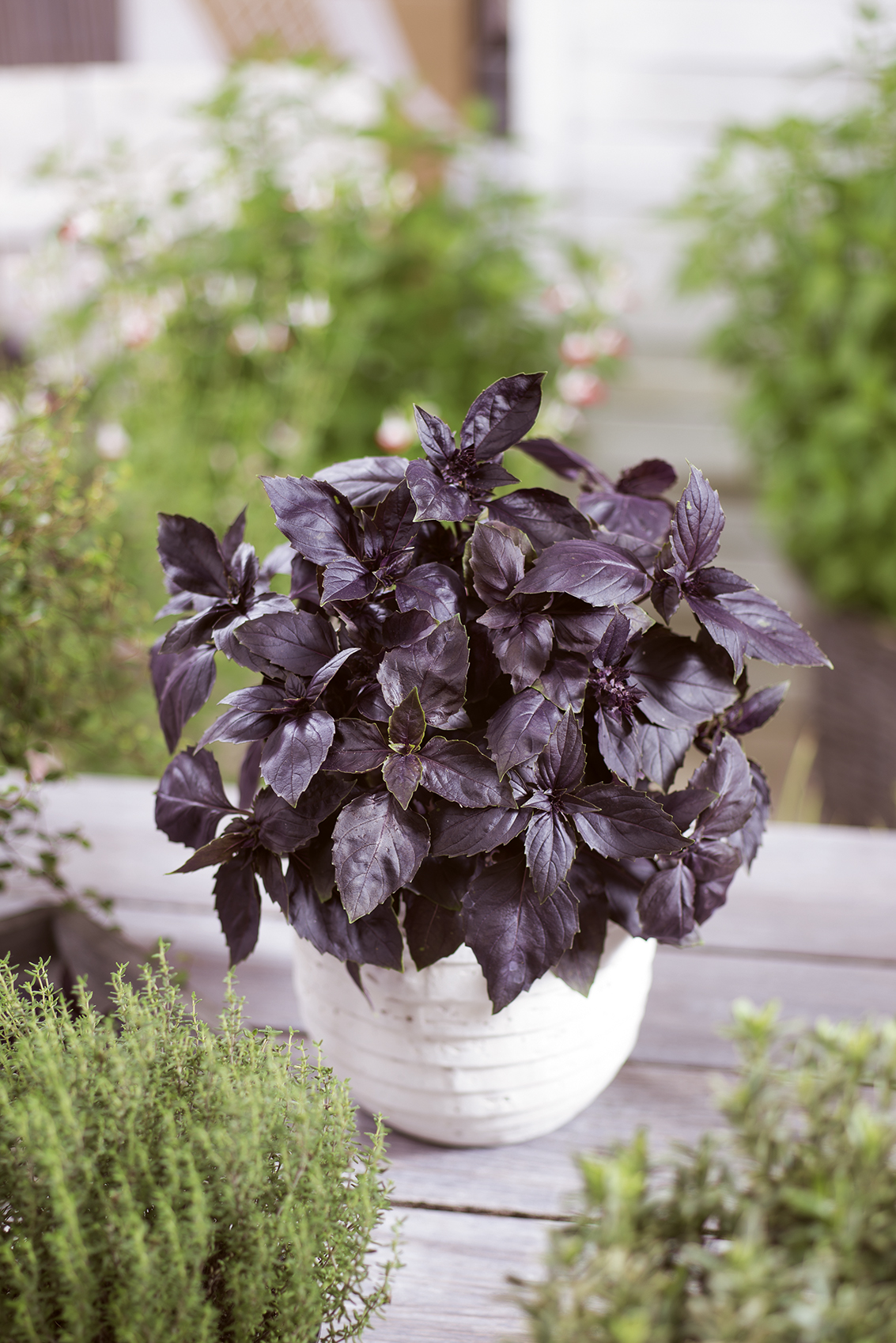 BAZYLIA CZERWONOLISTNA