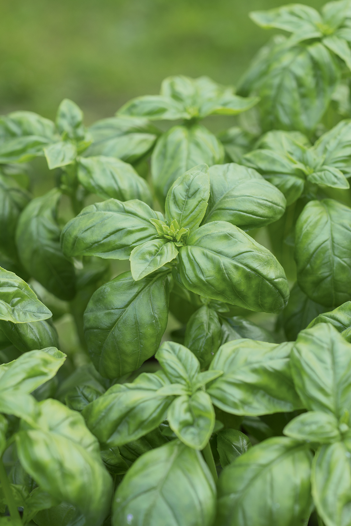 BAZYLIA ZIELONOLISTNA