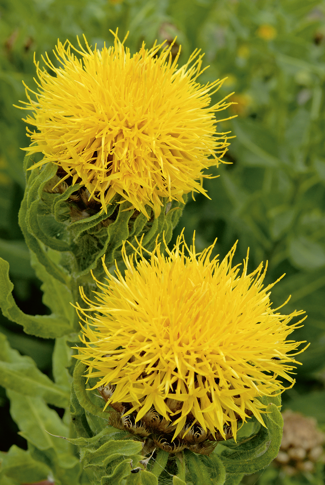 CHABER WIELKOGŁÓWKOWY