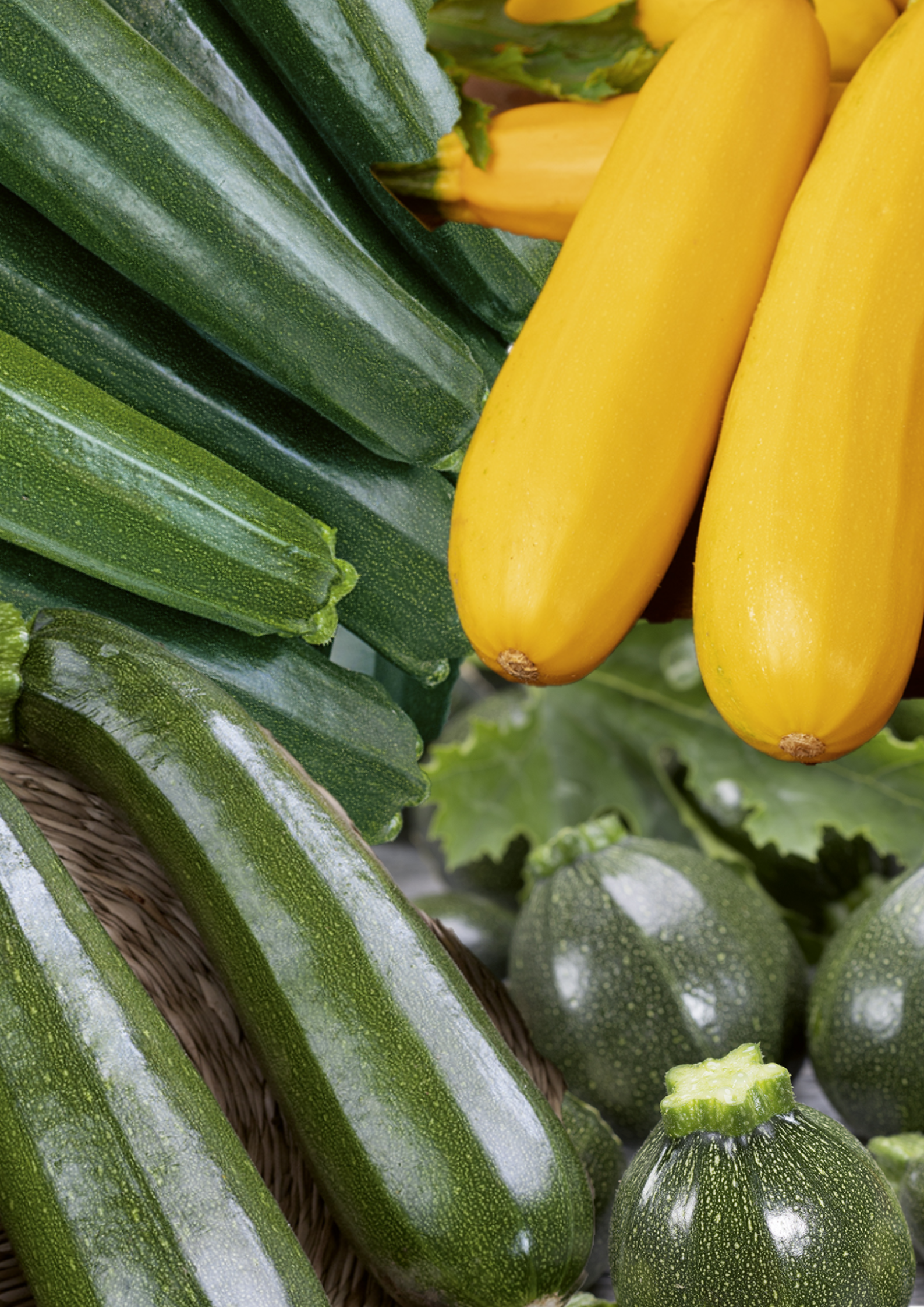 DYNIA ZWYCZAJNA CUKINIA