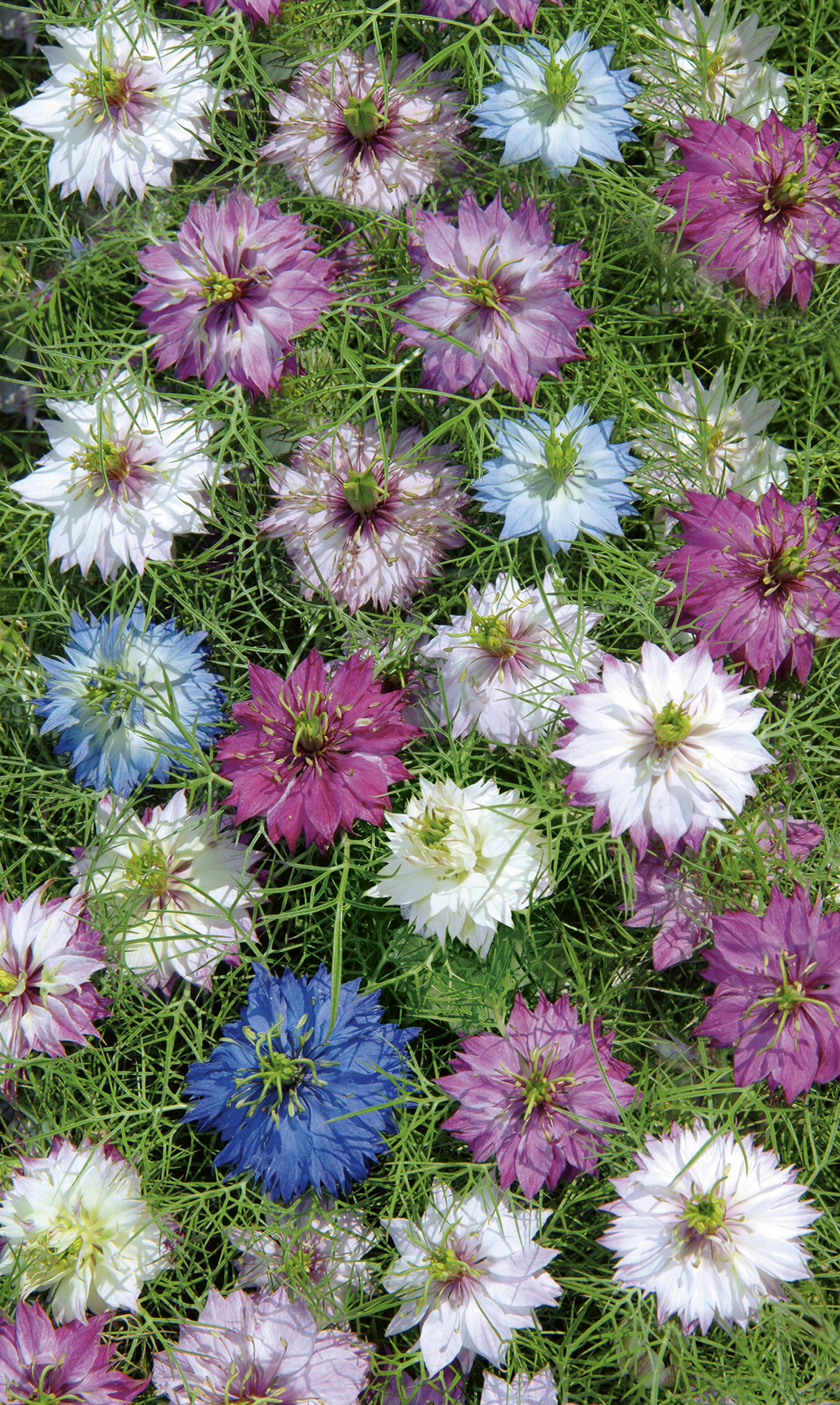 CZARNUSZKA DAMASCEŃSKA