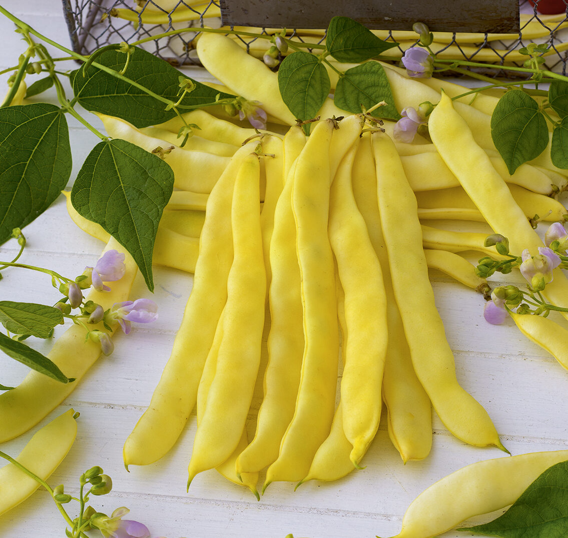 FASOLA SZPARAGOWA TYCZNA