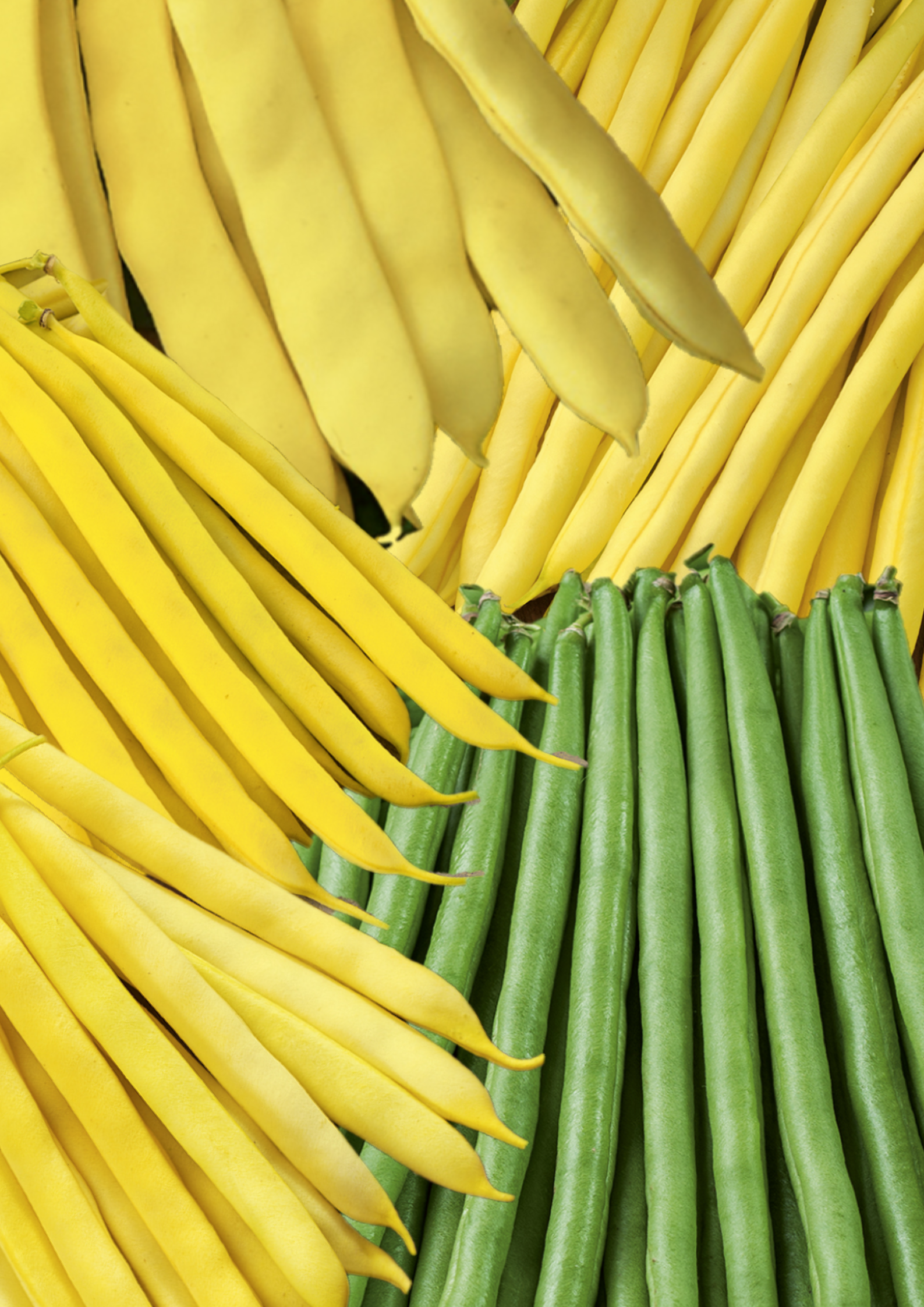 FASOLA SZPARAGOWA KARŁOWA