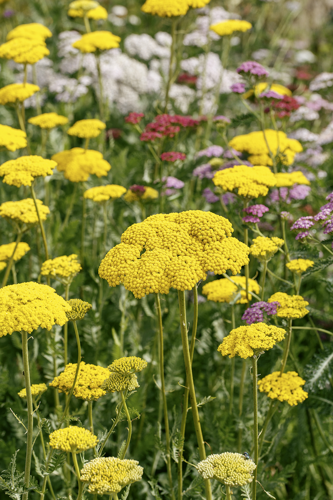 KRWAWNIK WIĄZÓWKOWATY