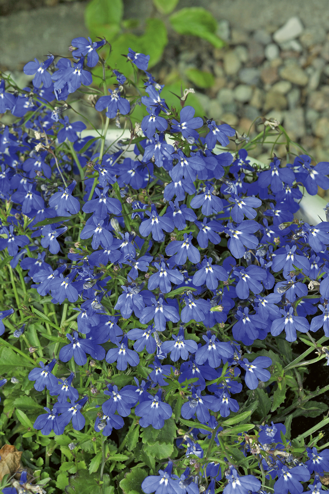 LOBELIA
