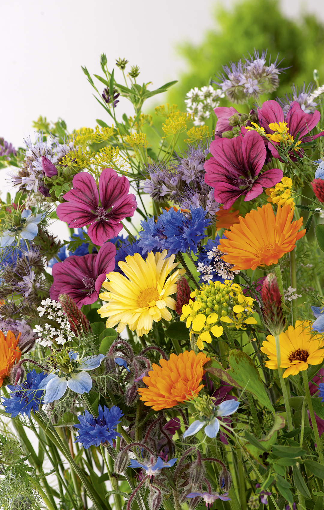 MIESZANKA KWIATÓW MIODODAJNYCH