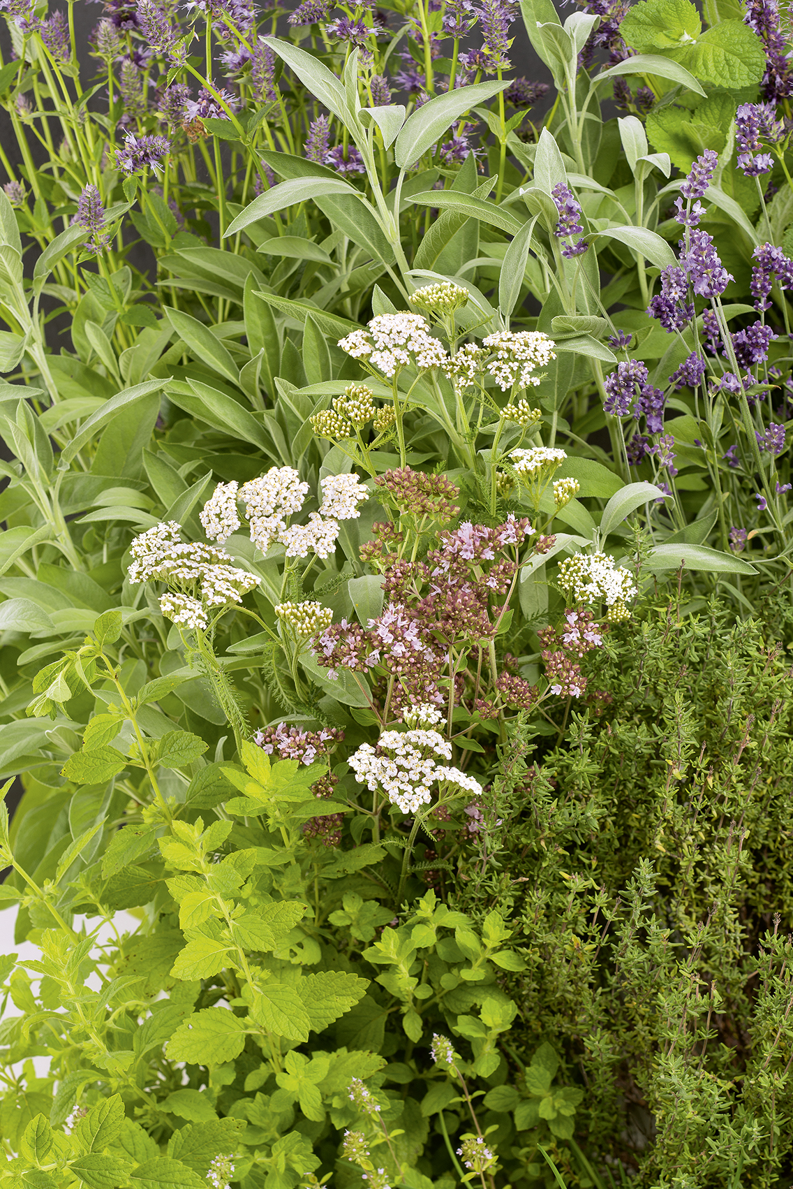 MIESZANKA ZIÓŁ MIODODAJNYCH