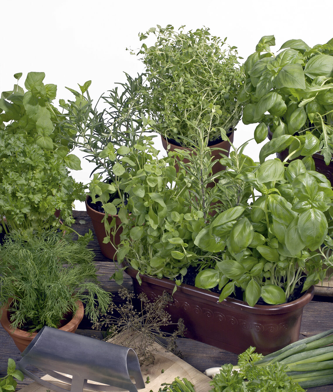 MIESZANKA ZIÓŁ WŁOSKA