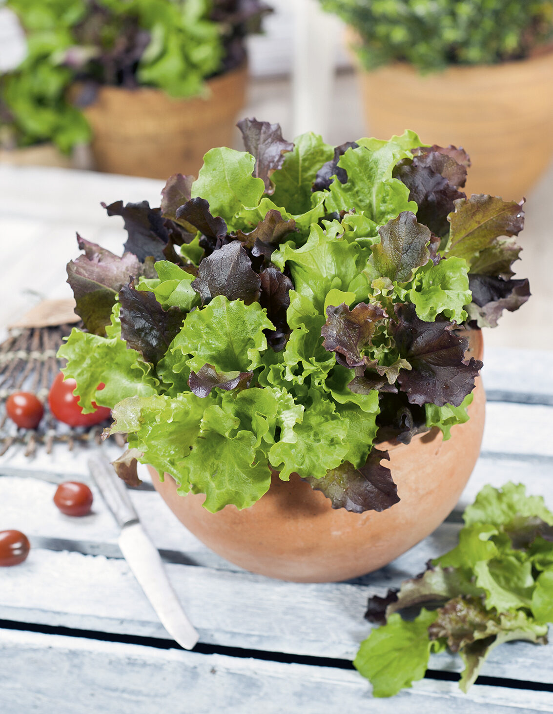 SAŁATA NA CIĘTE LISTKI