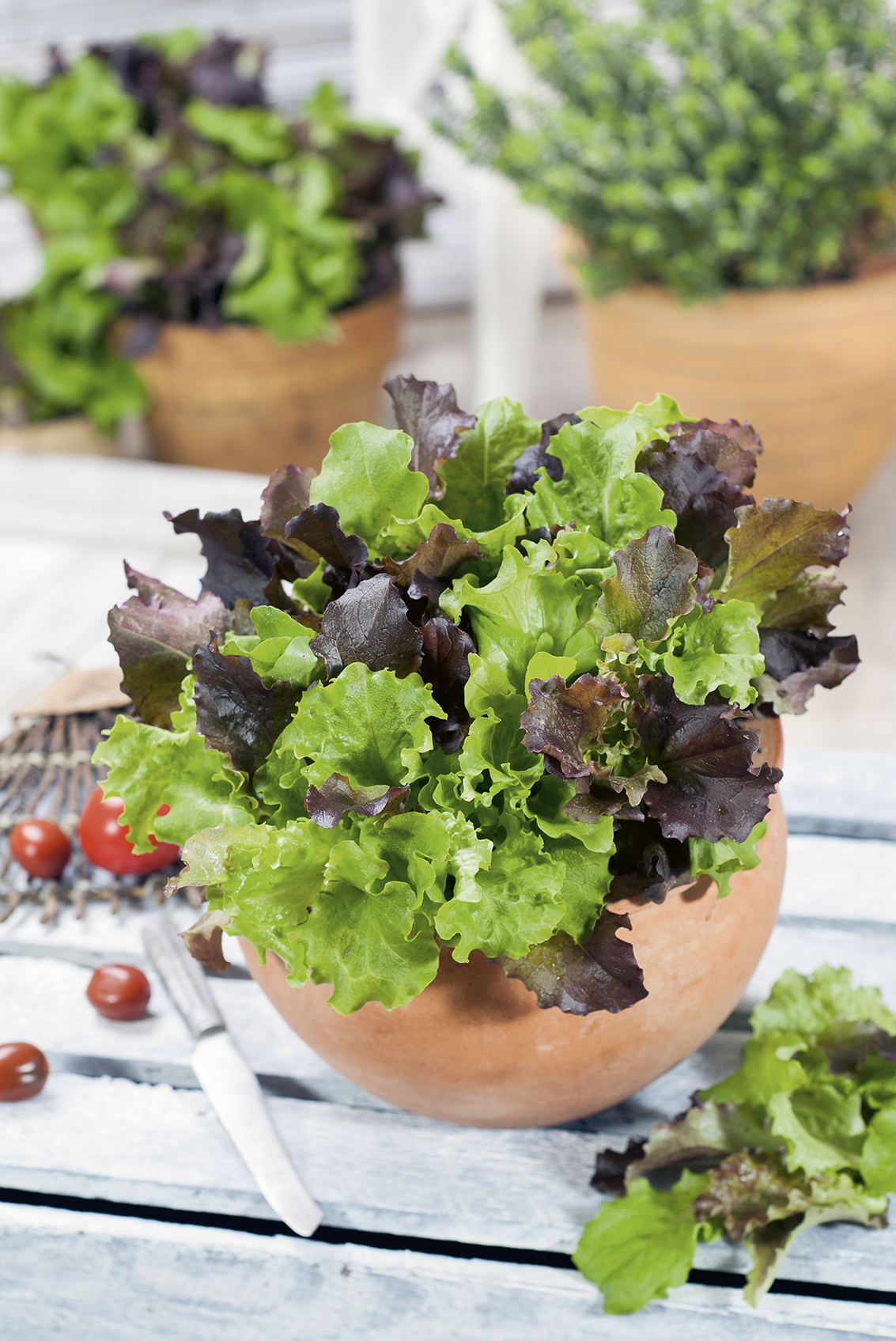 SAŁATA NA CIĘTE LISTKI