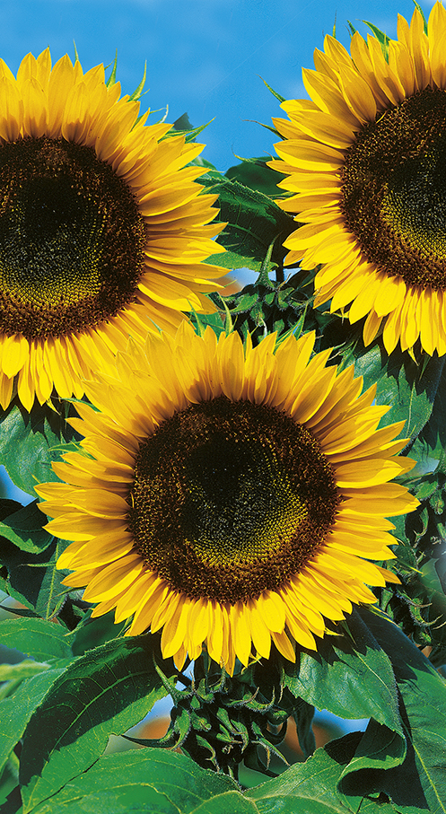 SŁONECZNIK OGRODOWY