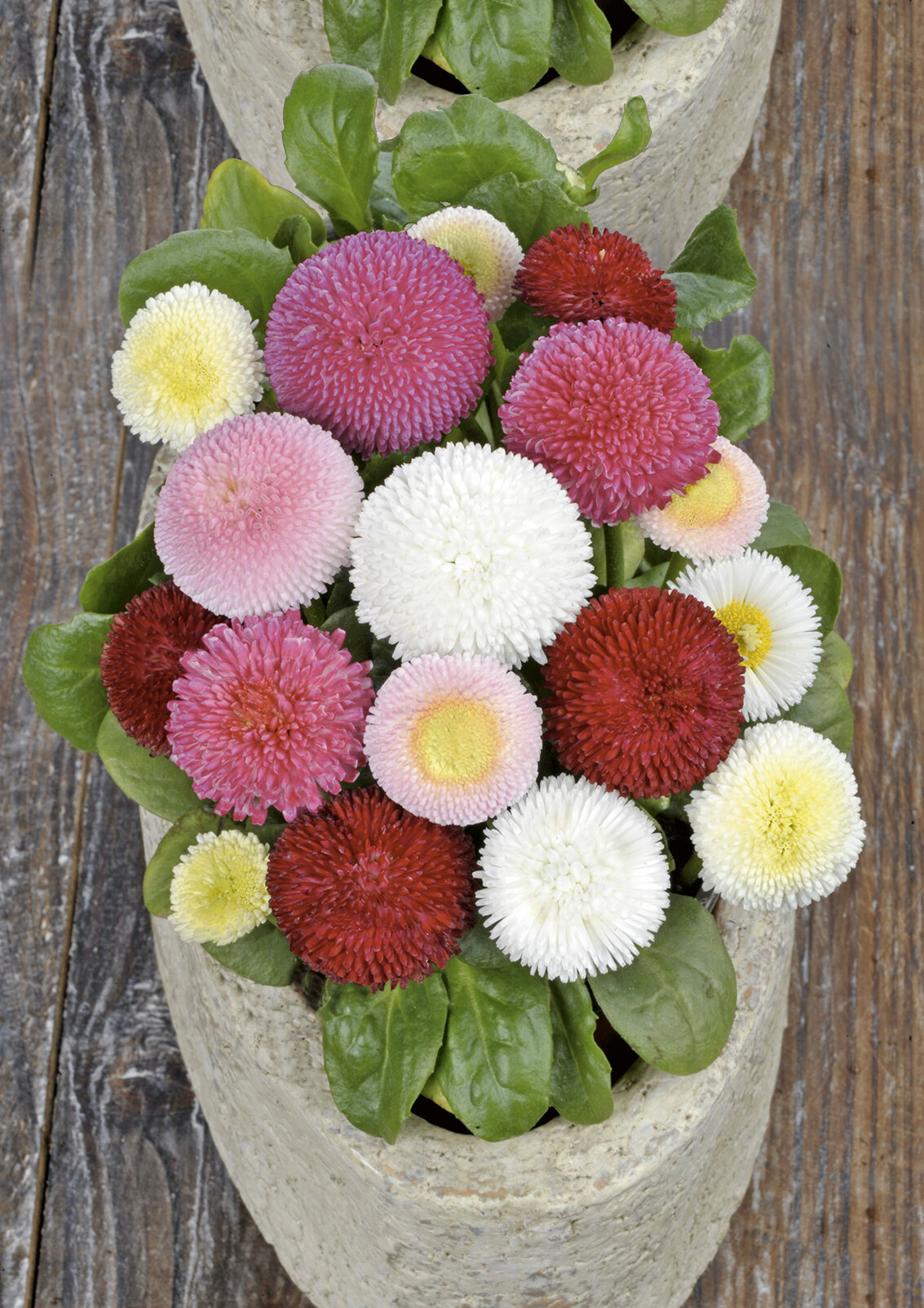 STOKROTKA POMPONETTE