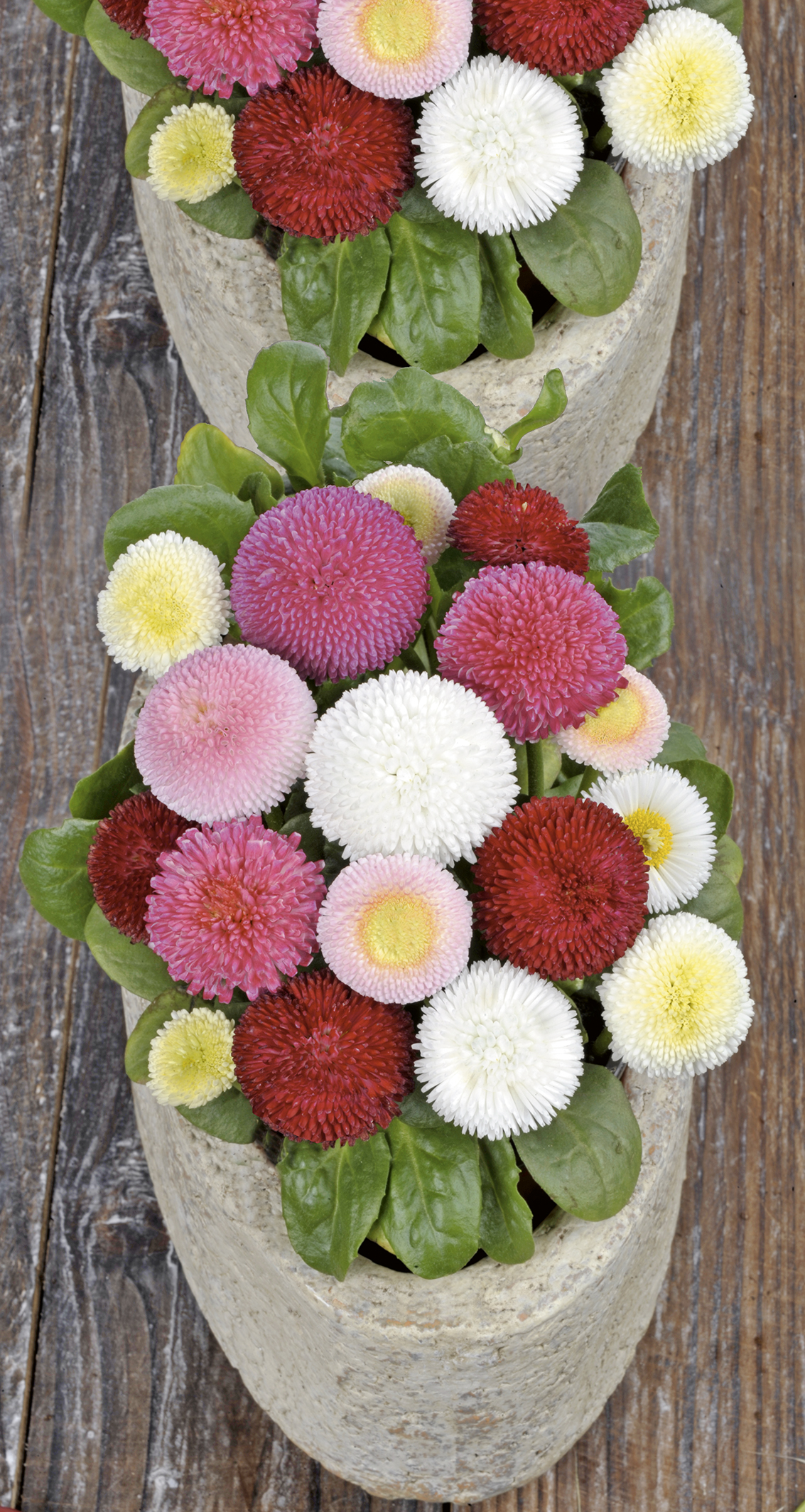 STOKROTKA POMPONETTE