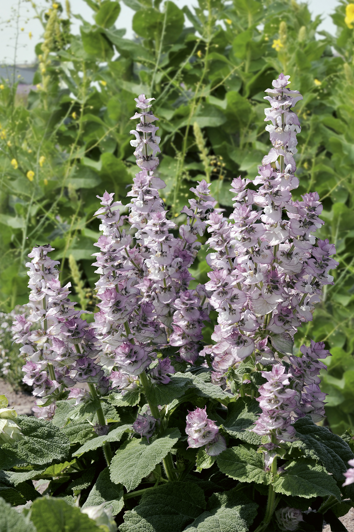 SZAŁWIA MUSZKATOŁOWA