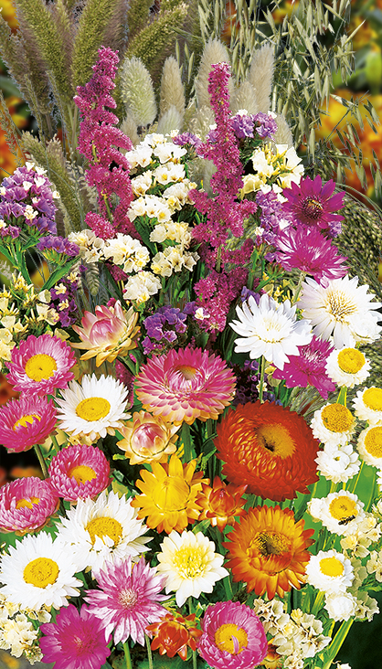 MIESZANKA KWIATÓW NA SUCHE BUKIETY