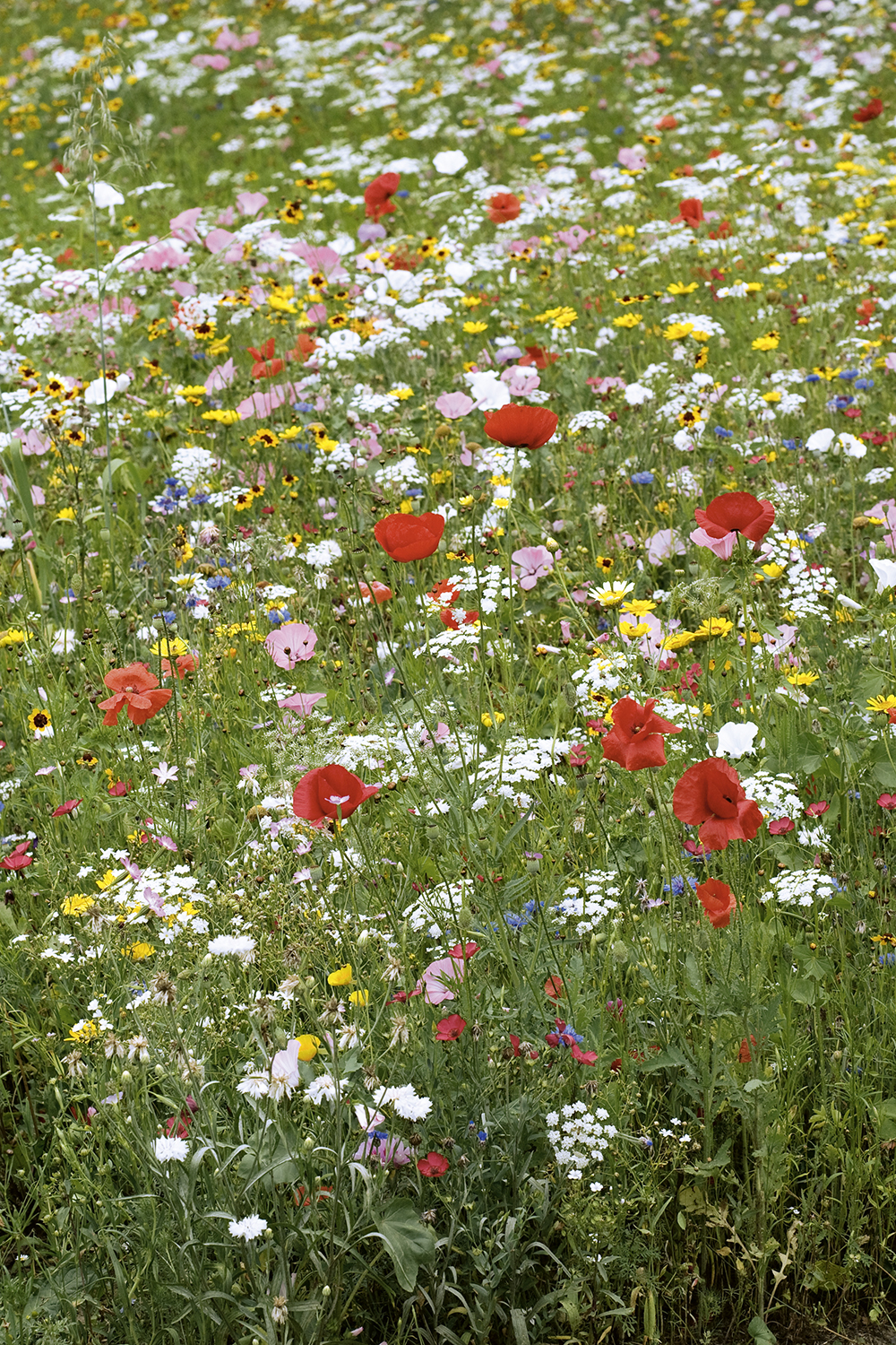 MIESZANKA KWIATÓW NA SUCHE TERENY